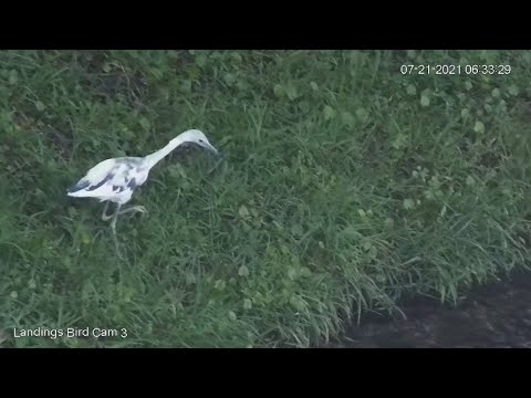 Little Blue Heron Forages Along Lagoon In Georgia – July 21, 2021