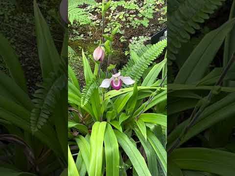 園芸 フラグミペディウム 'メモリア ディック クレメンツ'