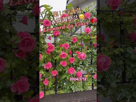 ipomée ブルーヒルガオ 素朴なつる植物 メンテナンスフリー 庭のバルコニー 耐寒性