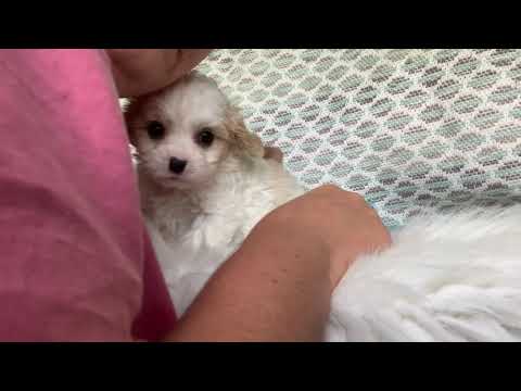 Ava the Cavachon puppy