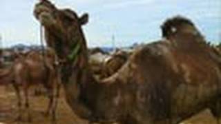 Pushkar Camel Fair, Ajmer