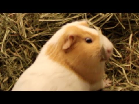 YouTube video about: What happens if guinea pigs don't eat hay?