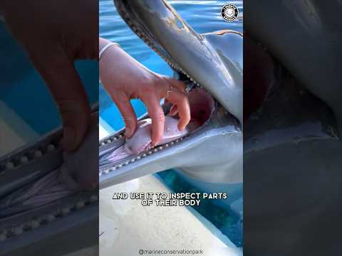 Dolphins 🐬 Mind-Blowing Intelligence!