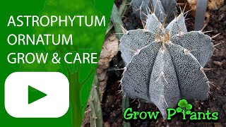 Astrophytum ornatum - grow & care (Bishop’s Cap Cactus)