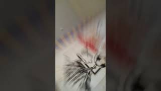 Download lagu big shot and the dunk dance 11/13/21 #351 mp3