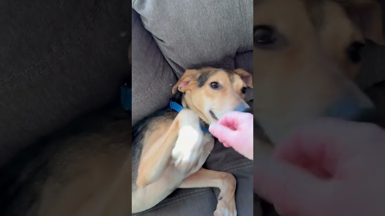 Enlarge Gallop, a ADOPTABLE mixed breed in New York, NY video 6/6