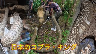 NAPAKA LAKING KING COBRA ANG NAHULI NG COBRATEAM