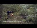 Bundy Hill Autumn Olive Removal
