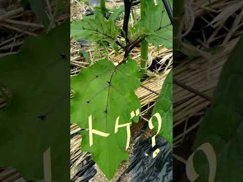 園芸 ナスの植物を家庭菜園に移植するにはどうすればよいですか?