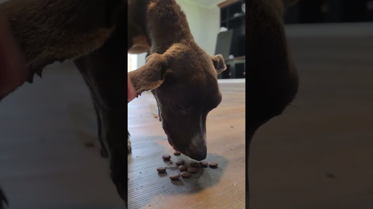 Elsie video