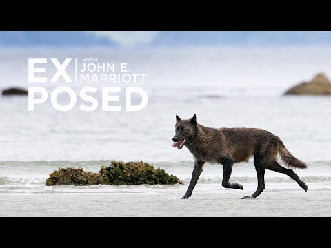 A Wildlife Photography Expedition in Search of the Elusive Sea Wolf!