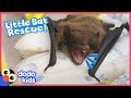 Tiny Fingernail Sized Bat Discovers He Has Wings Dodo Kids Rescued