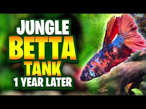 Jungle-Style Betta Fish Tank Setup 1 Year Later - A Beginner-Friendly Planted Aquarium For Bettas!
