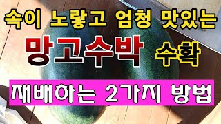[텃밭농부. 1,168]  속이 노랗고 맛있는 망고수박. 2가지 재배 방법 #수박재배 #망고수박