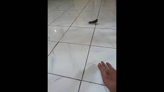 Download lagu SIKATAN kipas jinak mp3