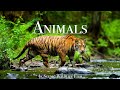 World Of Animals 4K Scenic Wildlife Film With Calming Music