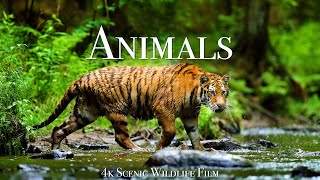 Animals Video Watch HD Mp4 Videos Download Free