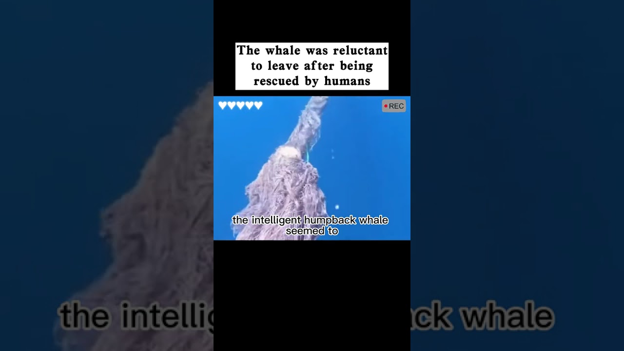 The whale was reluctant to leave after being rescued by... #Shorts #thinktato_