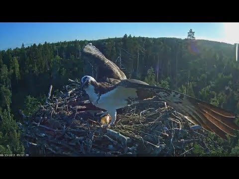 2017/06/23 05h37m Estonia Osprey~Ivo brings a huge bream~
