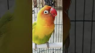 Download lagu LOVEBIRD JANTAN KONSLET mp3 Download lagu LOVEBIRD JANTAN KONSLET mp3