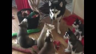 Singing Huskies