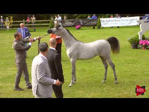 N.114 EOS NOVA - Bruges 2018 Int B - Yearling Fillies (Class 101B)