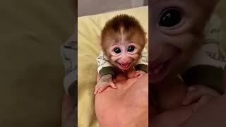 Download lagu monyet lucu monyet ketawa #monkey #cute #monkeyvideo mp3 Download lagu monyet lucu monyet ketawa #monkey #cute #monkeyvideo mp3