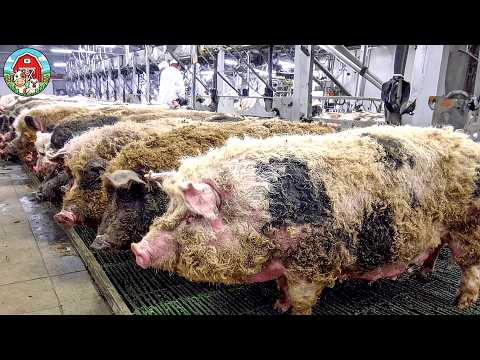 Rare MANGALITSA Woolly Pig Farming - How To Raise & Process One Of The Most Luxurious Pigs