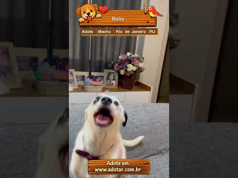 Vídeo de Boby