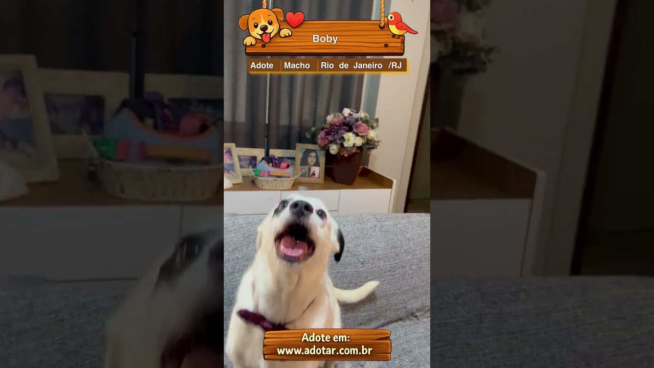 Cachorro raça SRD-ViraLata idade 3 anos nome Boby