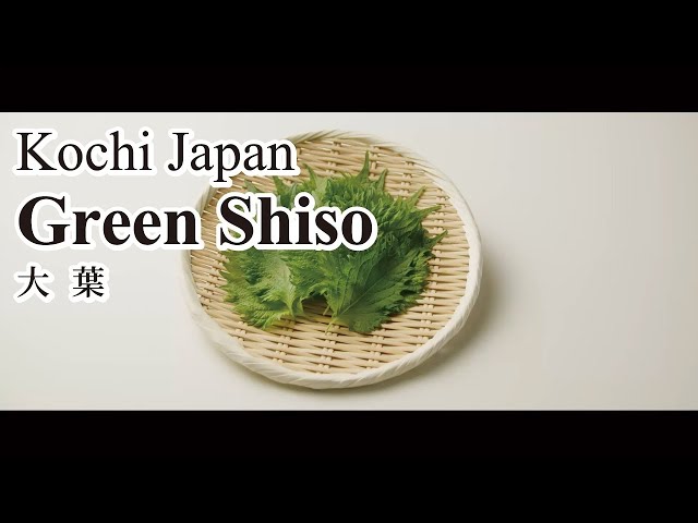 Try the unique, refreshing taste of green shiso leaves to make Kochi's famous Tosa sushi rolls