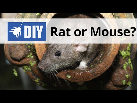  Rat vs Mouse Video 
