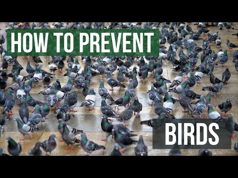 YouTube video about: How to keep birds out of garage?