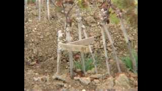 preview picture of video 'pepinieres - goutorbe .com   plants de vigne'