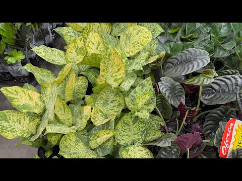 Plantas a partir 3,00 reais 