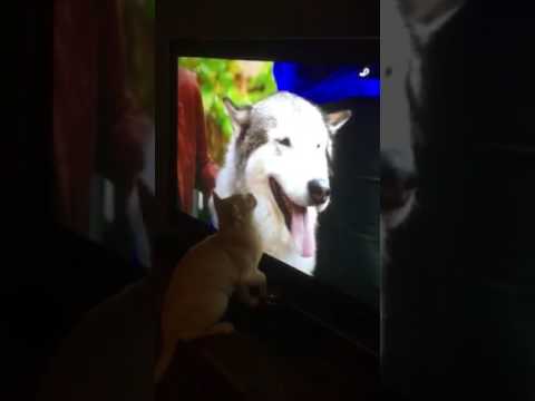 Rupert the ginger whinger watches dogs on to