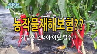 농작물재해보험 선택이 아닌 필수! 지원 보조비율 가입방법 시기 보장범위