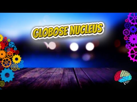 Globose Nucleus - Know It ALL 🔊✅