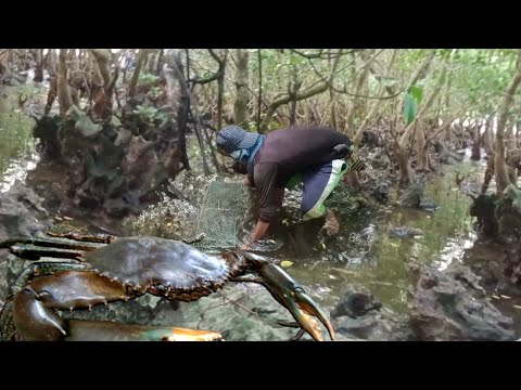 malaki'ng alimango sa butas,walang kawala sa trap