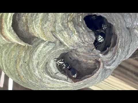 Hidden Under the Deck Was a Large Bald-Faced Hornets Nest in Colts Neck, NJ
