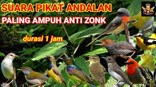 Download lagu SUARA PIKAT BURUNG KECIL PALING AMPUH mp3