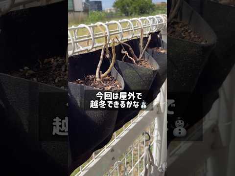 jardinières-résine-forme-carrée-design-moderne-alternative-jardnière-bois