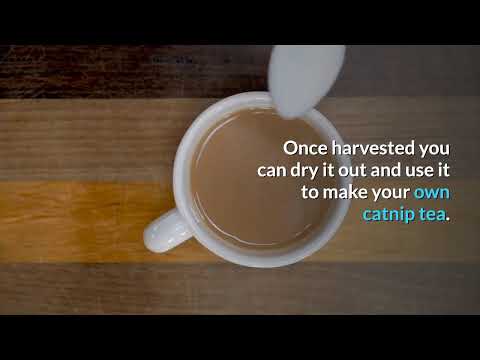 Benefits of Catnip Tea