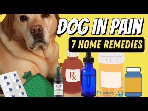 Dog in Pain: 7 Effective Home Remedies