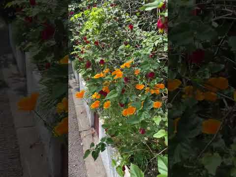 目的や条件に合わせて、屋外用のつる性の花はどれを選べばいいのでしょうか？  庭園