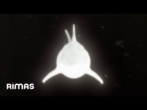 Yandel - In Private (Visualizer) / Infinite