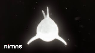 Yandel - En Privado (Visualizer) / Infinito