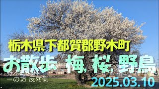 【VLOG】梅と桜と鳥《野木町散歩》栃木県下都賀郡野木町 2025.03.10