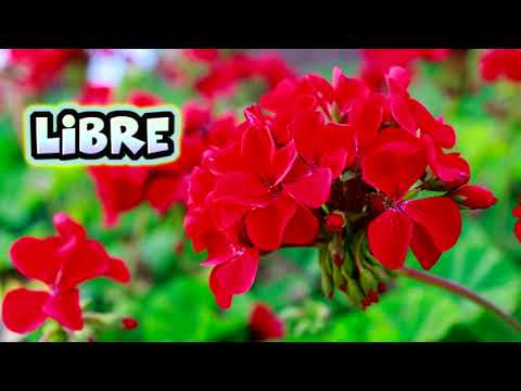 Felicitación Nombre Mujer DOMITILA