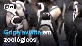 Miniatura do vídeo